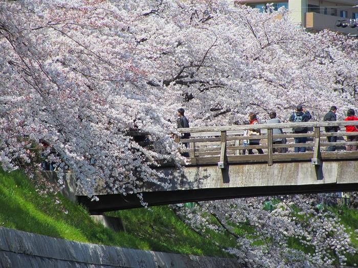 山崎川の桜