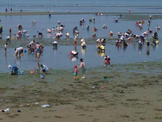 小中山海岸　潮干狩り