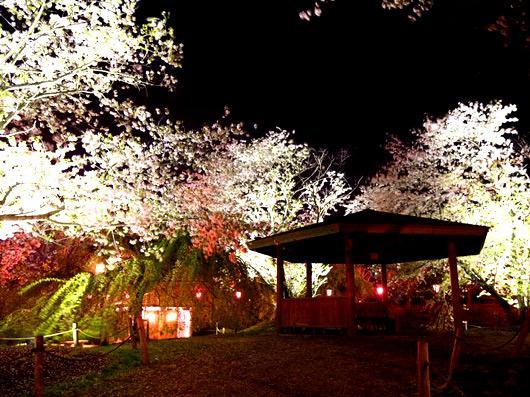 桜づつみ